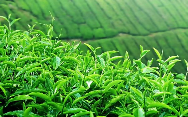 ابلاغ مصوبه اصلاح قیمت خرید تضمینی برگ سبز چای