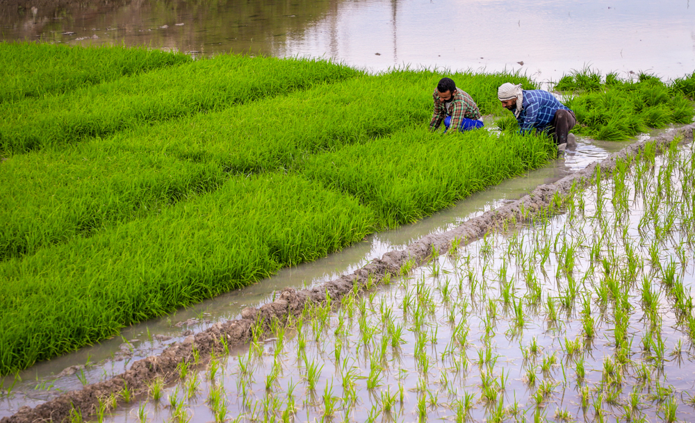 کشت قراردادی برنج، رویکرد وزارت جهاد کشاورزی برای کنترل قیمت‌ها