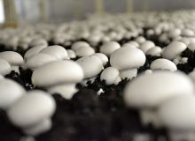 تولید ۱۸۵ هزار تن قارچ خوراکی در سال‌جاری