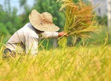 قراردادی شدن کشت برنج در کشور