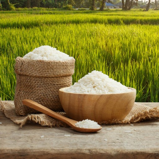 مجاز بودن کشت برنج تنها در استان‌های شمالی کشور