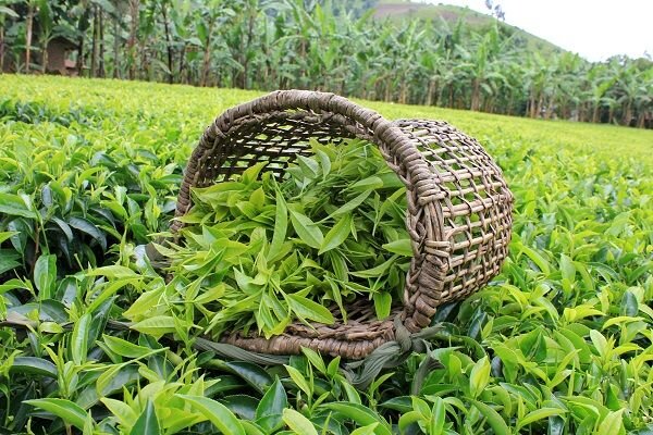 خرید بیش از ۱۴ هزار تن برگ سبز چای از چایکاران کشور