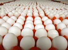 امکان پذیر نبودن صادرات تخم‌مرغ