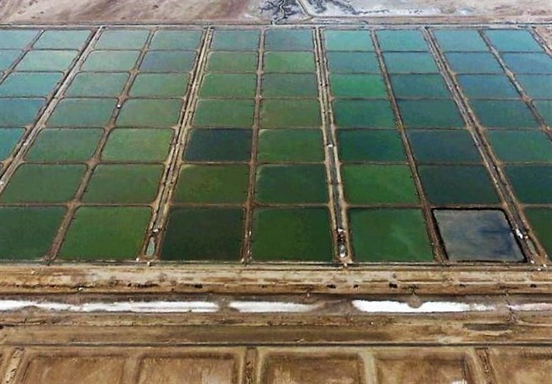 بهره‌برداری از بزرگترین مرکز پرورش آبزیان در استان بوشهر