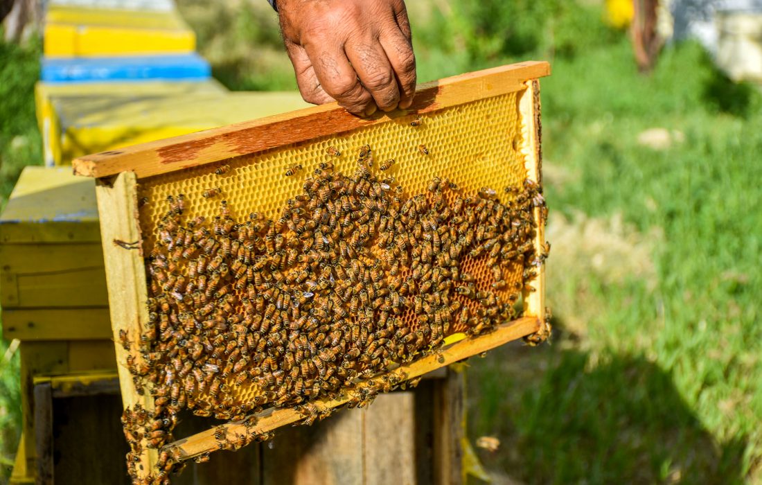 دستورالعمل ایجاد زنجیره‌های ارزش محصولات زنبور عسل، آماده ابلاغ