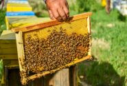 توسعه پوشش بیمه‌ای برای کاهش ریسک تولید در زنبورداری‌ها