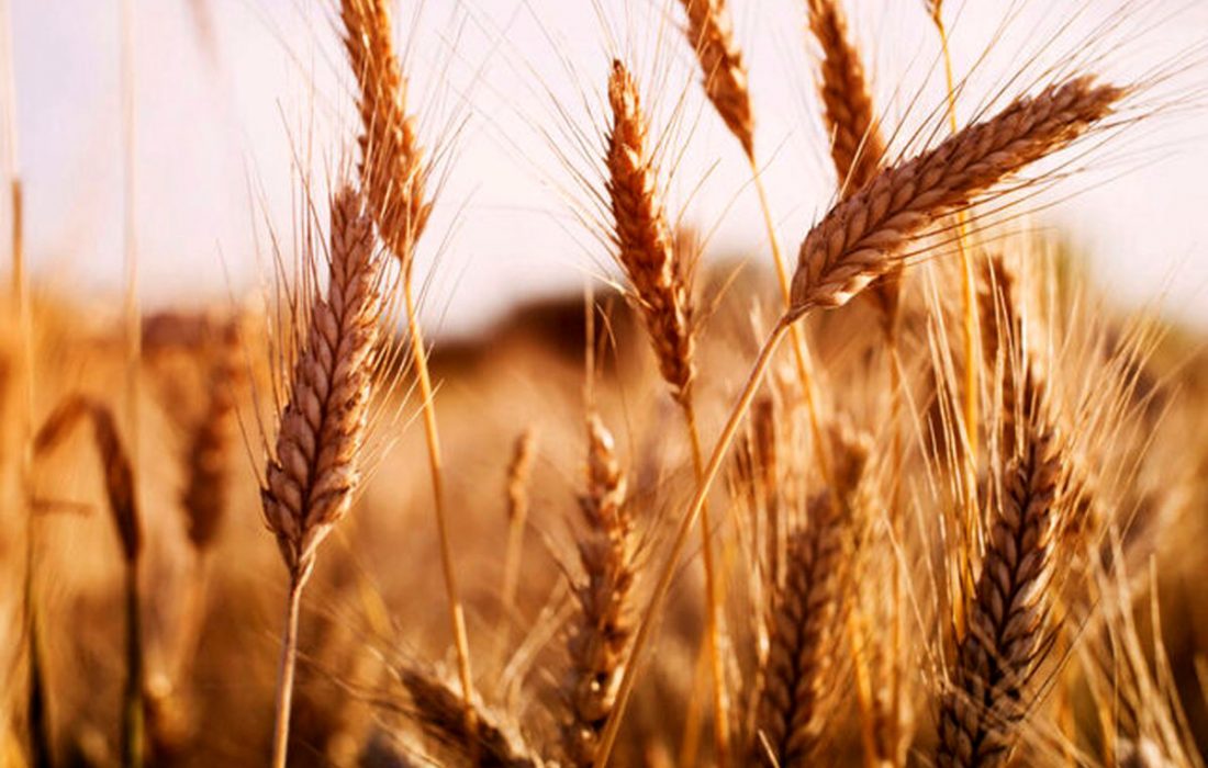 صرفه‌جویی 2 میلیون تنی در مصرف گندم کشور با اصلاح یارانه‌ها