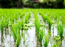 آغاز کاهش قیمت برنج با رسیدن فصل برداشت