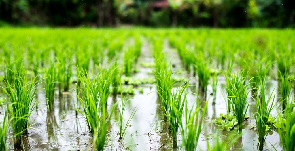 آغاز کاهش قیمت برنج با رسیدن فصل برداشت