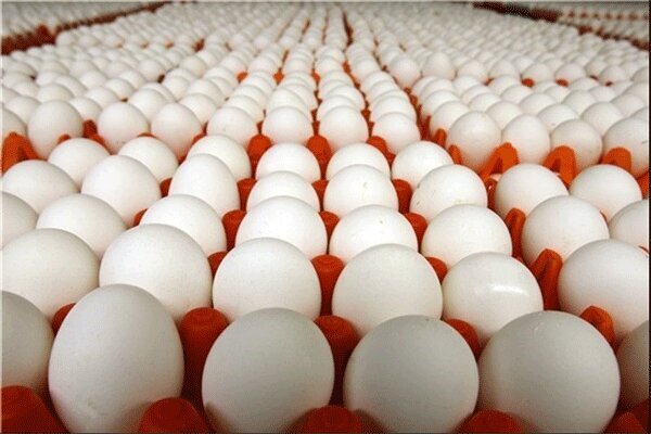 ادامه‌دار بودن صادرات تخم‌مرغ به صورت محدود