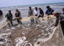 صید ۹ هزار و ۷۱۴ تن انواع ماهیان استخوانی در دریای خزر