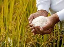 حمایت از کشت قراردادی برنج با تأمین بیش از ۱۶ هزار تن انواع کودهای کشاورزی و سایر نهاده‌های مورد نیاز