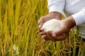 حمایت از کشت قراردادی برنج با تأمین بیش از ۱۶ هزار تن انواع کودهای کشاورزی و سایر نهاده‌های مورد نیاز
