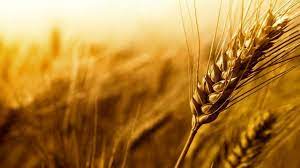 تدارک ۴۰۰ هزار تن بذر گواهی شده گندم برای سال زراعی آینده