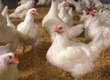 عدم صحت کاهش ۴۵ درصدی تولید گوشت مرغ کشور