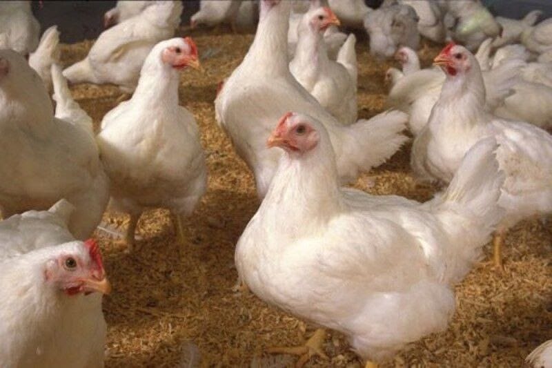 عدم صحت کاهش ۴۵ درصدی تولید گوشت مرغ کشور