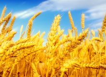 خرید تضمینی بیش از ۷ میلیون تن گندم با عاملیت بانک کشاورزی