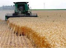 رشد ۱۳٫۵ درصدی تولید غلات ایران براساس آمار فائو