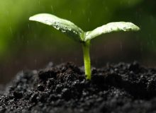 امسال روز جهانی خاک با شعار “خاک سرآغاز غذا” برگزار می‌شود