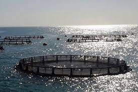 افزایش دو برابری تعداد قفس‌های مزارع پرورش ماهی در استان هرمزگان