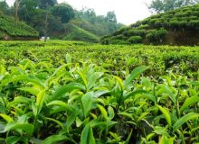 قدردانی تشکل‌های چایکاران از عوامل مؤثر در تولید و خرید تضمینی چای در سال زراعی ۱۴۰۱