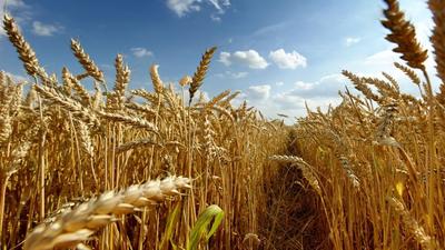 اجرایی‌شدن طرح تولید پایدار گندم برای تأمین ۱۳.۵ میلیون تن محصول