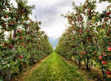 رتبه‌های تک‌رقمی ایران در تولید ۲۰ محصول مهم کشاورزی با وجود خشکسالی