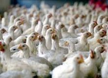 تصویب توسعه مرغ سایز، سویه آرین و زنجیره ارزش محصولات دامی در احکام پیشنهادی برنامه هفتم توسعه