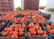 لغو عوارض ۷۰ درصدی صادرات گوجه‌فرنگی