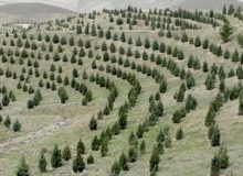 تولید سالانه ۴ میلیون تن اکسیژن و جذب ۱۷۰ میلیون تن گرد و غبار با کاشت یک میلیارد درخت