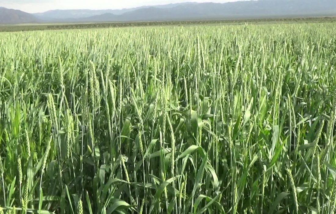 اجرای طرح جهش تولید در تمام دیمزارهای آذربایجان شرقی در کشت بهاره