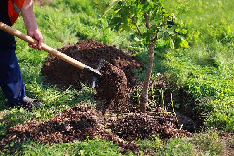 نگهداری از نهال‌های غرس شده عزم اصلی در طرح پویش کاشت یک میلیارد درخت