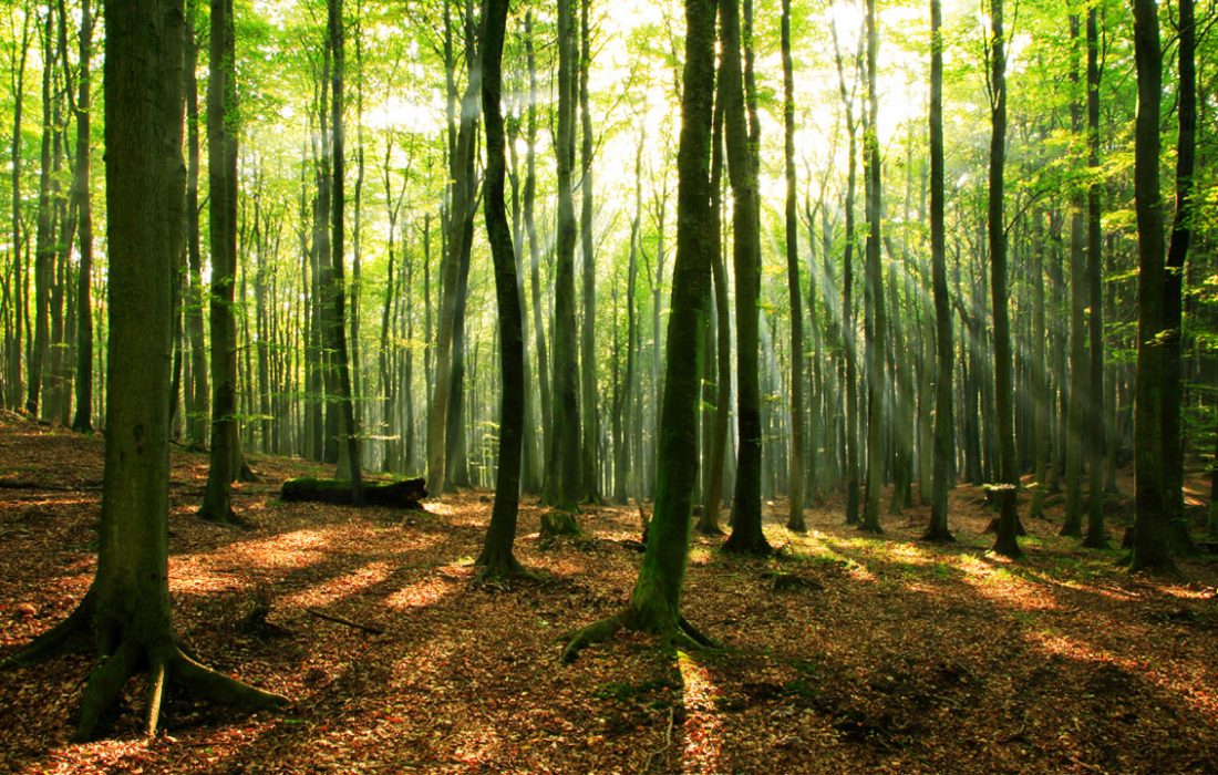 نرخ زنده‌مانی جنگل در ایران بیش از ۶۵ درصد