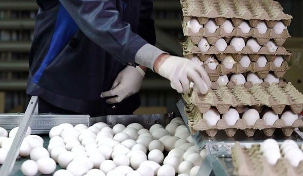 رکورد صادرات تخم‌مرغ شکسته شد
