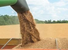 برآورد افزایش ۲۷۷ هزار تنی خرید گندم در ۴ استان