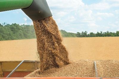 برآورد افزایش ۲۷۷ هزار تنی خرید گندم در ۴ استان