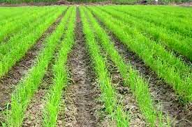 تدوین پروژه‌هایی برای افزایش عملکرد تولید برنج در خشکه‌کاری