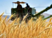 پیش‌بینی فائو از ‌تولید 13.5 میلیون تن گندم در ایران