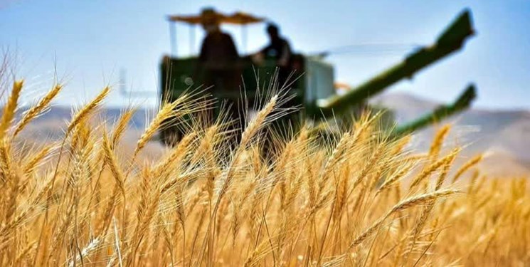 پیش‌بینی فائو از ‌تولید 13.5 میلیون تن گندم در ایران