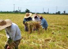 جزئیات مصوبه جدید حمایتی دولت از کشاورزان