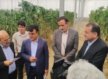 توسعه کشت‌های گلخانه‌ای سیاست اصلی وزارت جهاد کشاورزی
