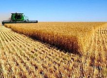 رشد ۲۵ درصدی تولید گندم در دیمزارها
