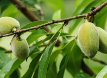 پیش‌بینی افزایش ۸ درصدی تولید میوه‌های سردسیری و خشک