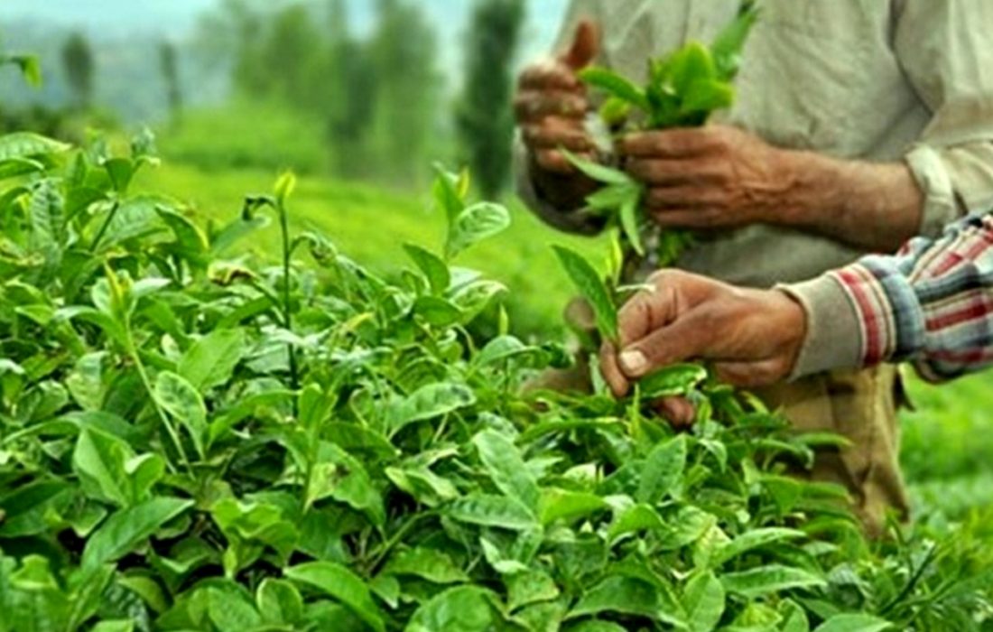اجرای طرح حمایت از چایکاران و کارخانجات چای داخلی