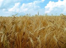برنامه‌ریزی برای تولید ۱۴ میلیون تن گندم در سال زراعی جاری