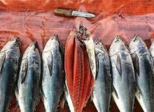 فروش ماهی تن صید داخل ۳۰ درصد گران‌تر از قیمت جهانی