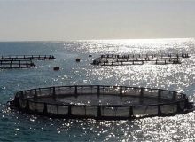 اجرای طرح پرورش ماهی و میگو در سواحل مکران