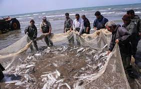 صید ماهیان استخوانی دریای خزر به ۹۳۶ تن رسید