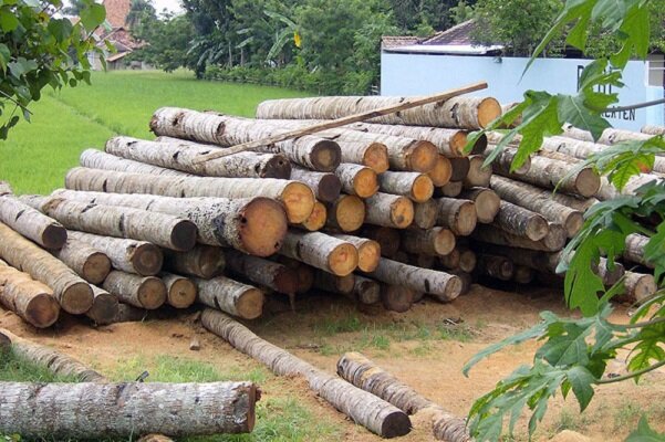 نیاز به ۷۲۰ میلیون اصله نهال برای طرح ۵۰۰ هزار هکتاری زراعت چوب
