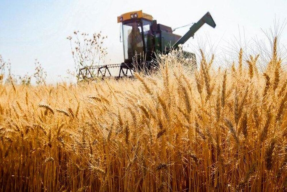 برنامه‌ریزی کشت ۶ میلیون هکتار گندم در کشور